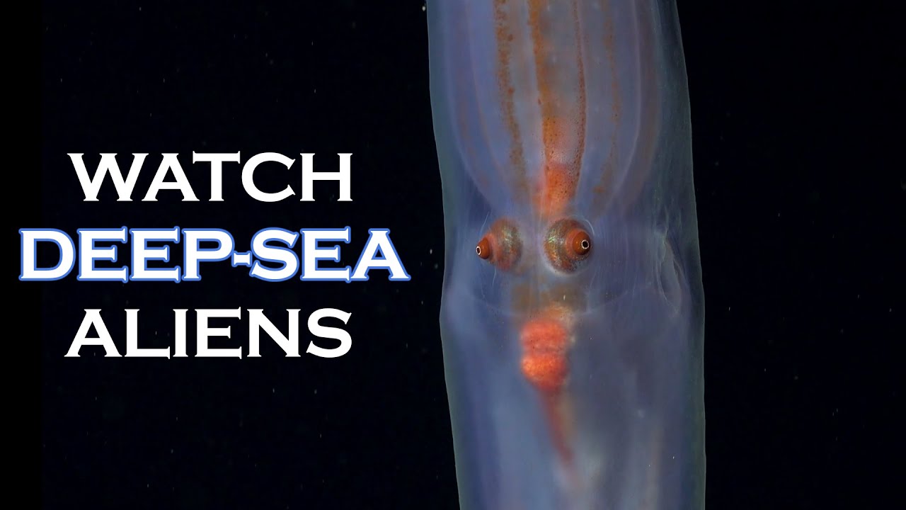 Deep-Sea Aliens Spotted During First-Ever High-Tech Expedition To Offshore Canyon