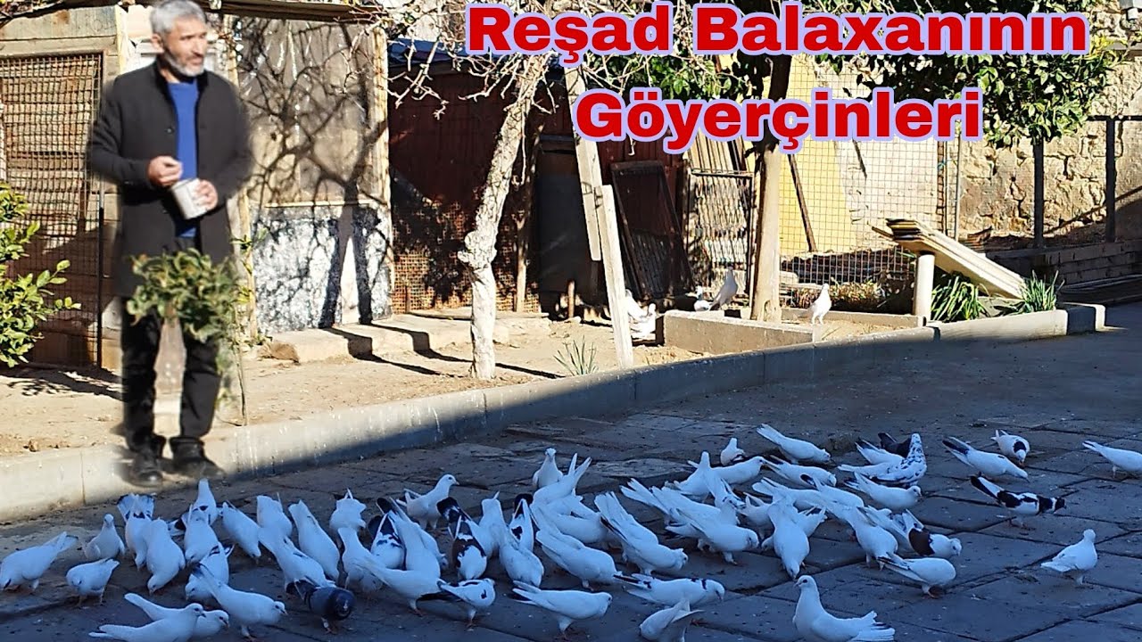 Reşad Balaxanının Göyerçinleri Bakı Goyercinleri