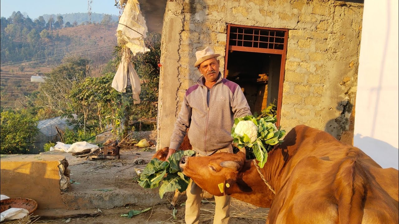 ताज़ा नेचुरल ओंगेनिक सी  दिनचर्या के साथ गांव पहाड़ उत्तराखंड से 