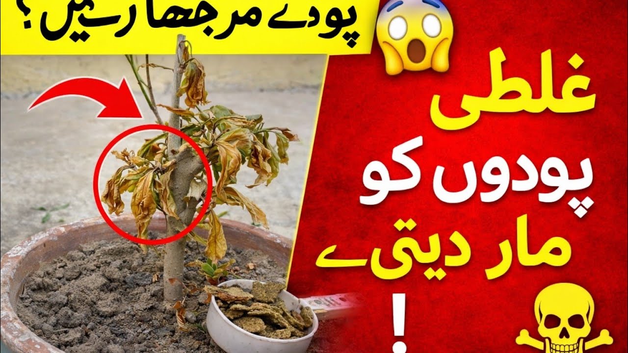 یہ ایک غلطی پودوں کو مار دیتی ہے | پودے مرجھانے کی اصل وجہ | Gardening Tips Urdu