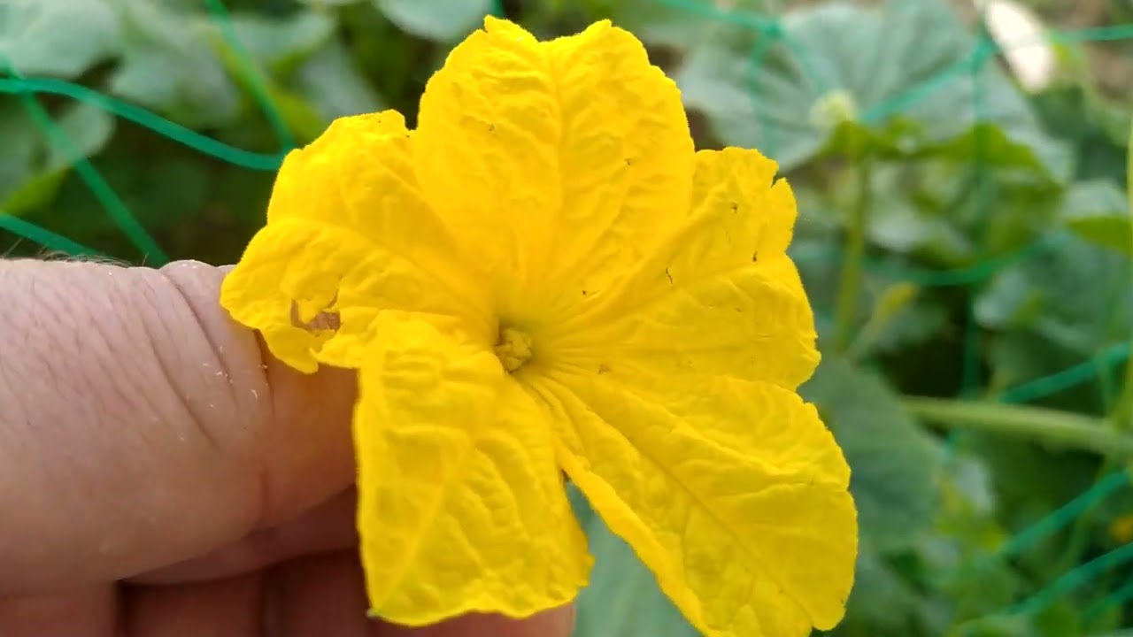 pollinisation manuelle des concombres et pas que...