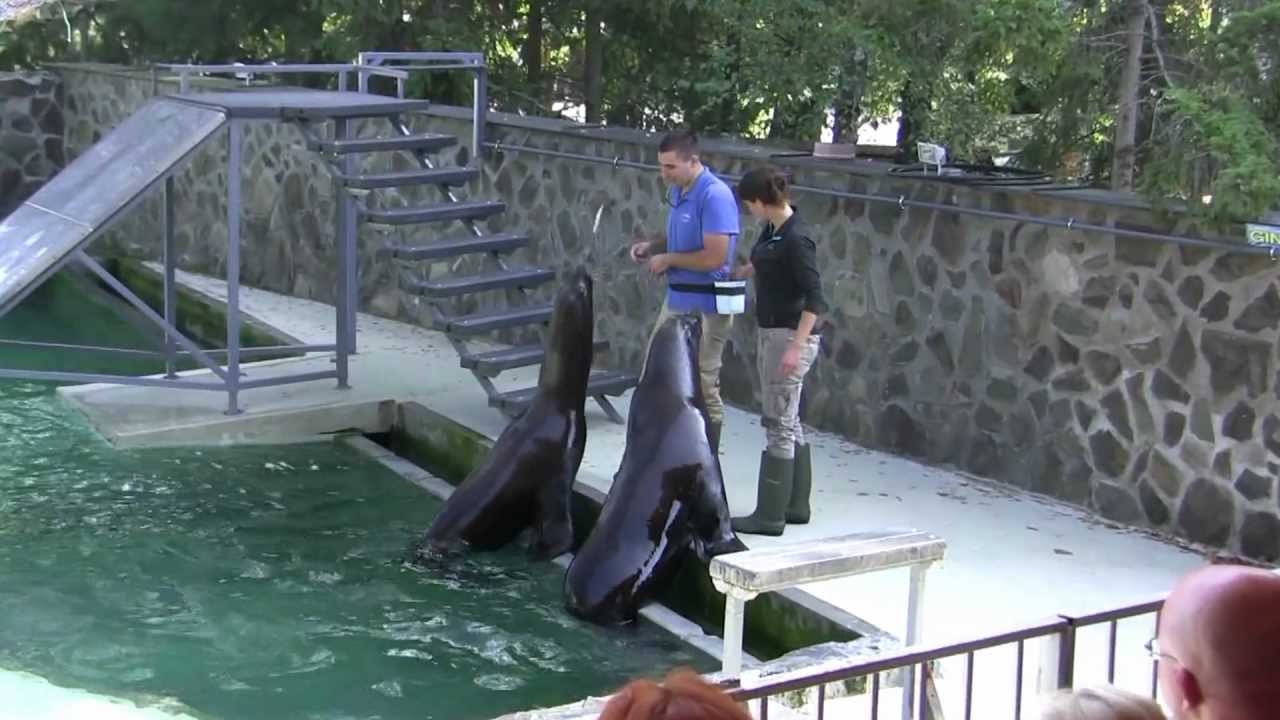 Oroszlánfóka-show a Nyíregyházi Állatparkban. Seal Lion Show in Nyíregyháza  Zoo