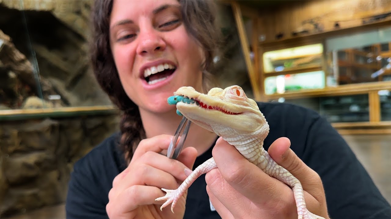 My Baby Albino Alligator Loves To Eat! 🐊 😱