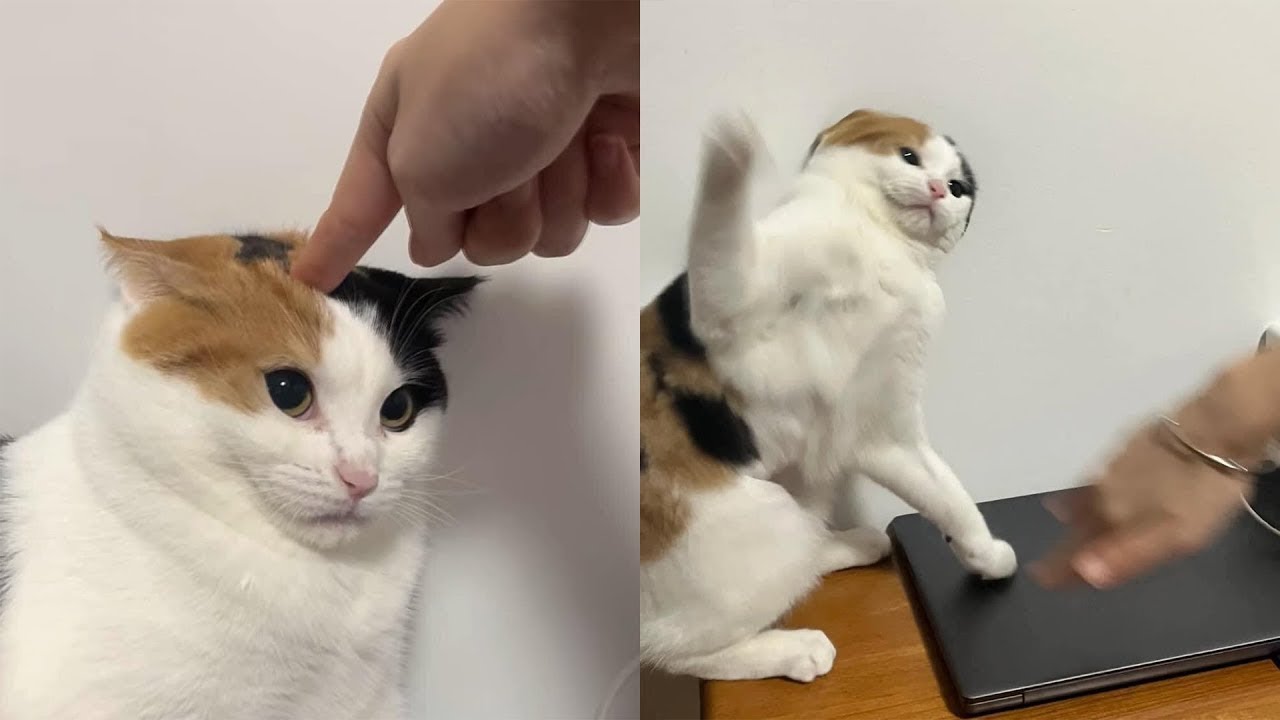 Top Funny Cat Videos 😂 Best Daily Compilation – Try Not To Laugh #1
