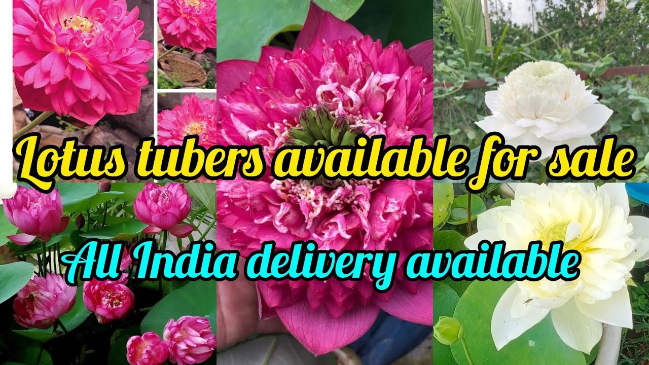 കുറഞ്ഞ വിലയിൽ താമരകൾ#lotus tubers available for sale#@naazusworld 4949