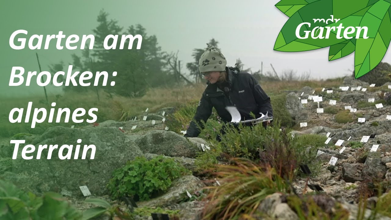 Gärten im Harz: alpin und exotisch | MDR Garten