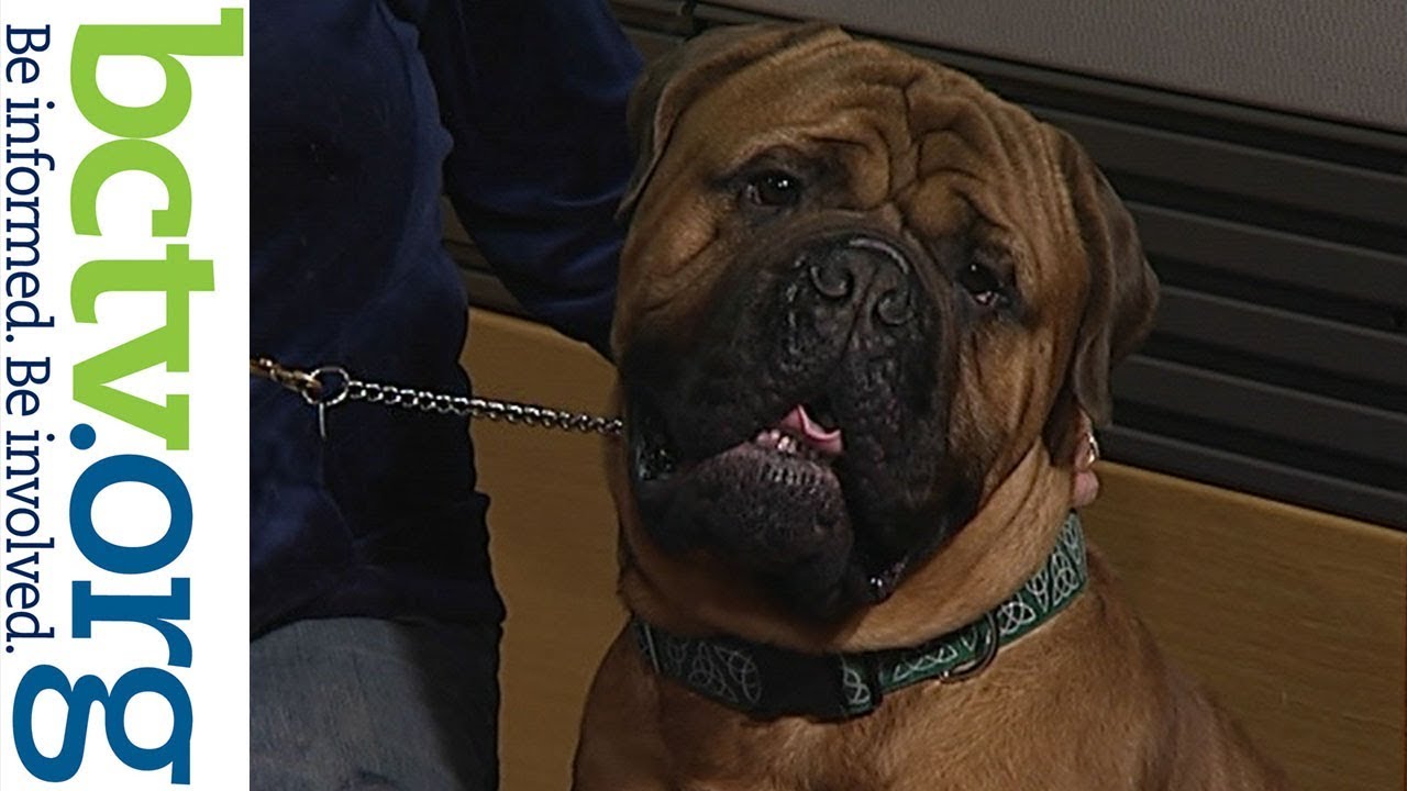 Dogue de Bordeaux & Bullmastiffs 01-07-20