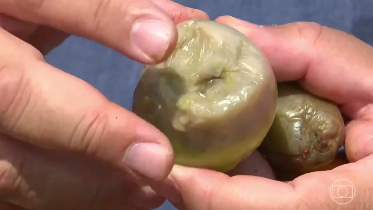 Fundo preto em tomate - Reportagem no Globo Rural