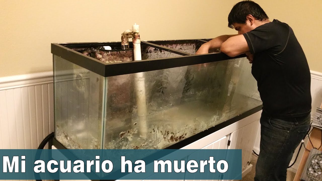 Última actualización de mi acuario de 125G - Todo ha muerto | AcuaTV