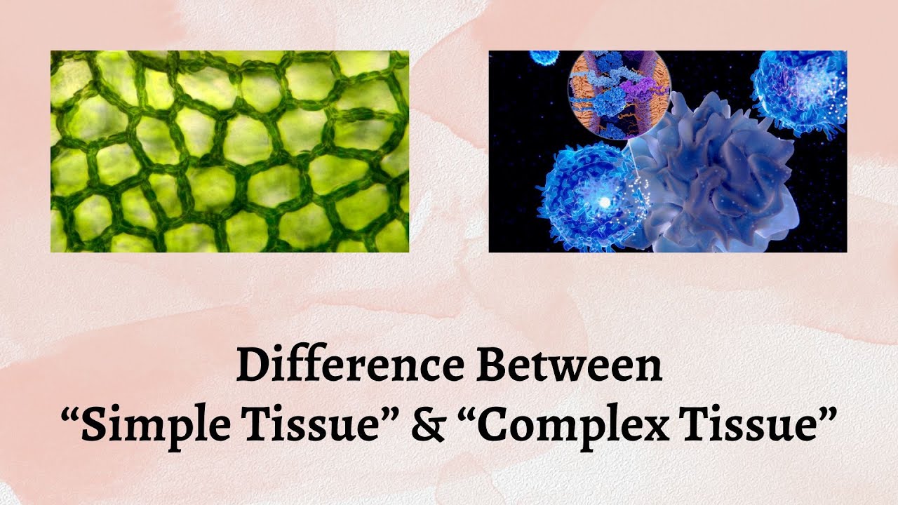 Difference Between Simple Tissue and Complex Tissue | Simple Tissue vs. Complex Tissue Explained!