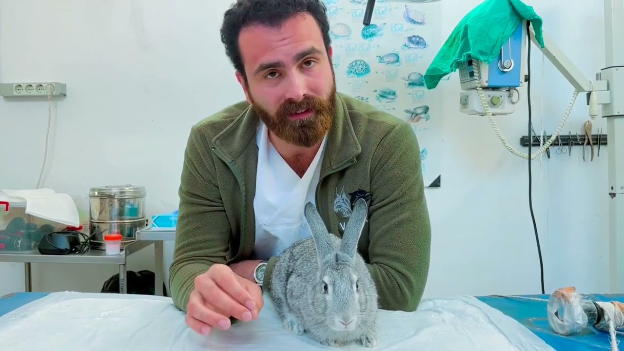 Tavşan Bakım ve Beslenmesi
