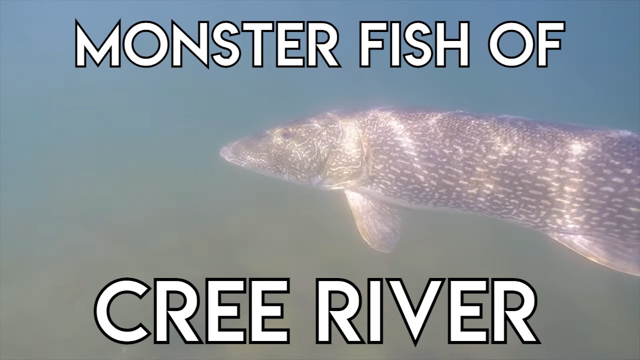 Unbelievable Monster Pike of Cree River