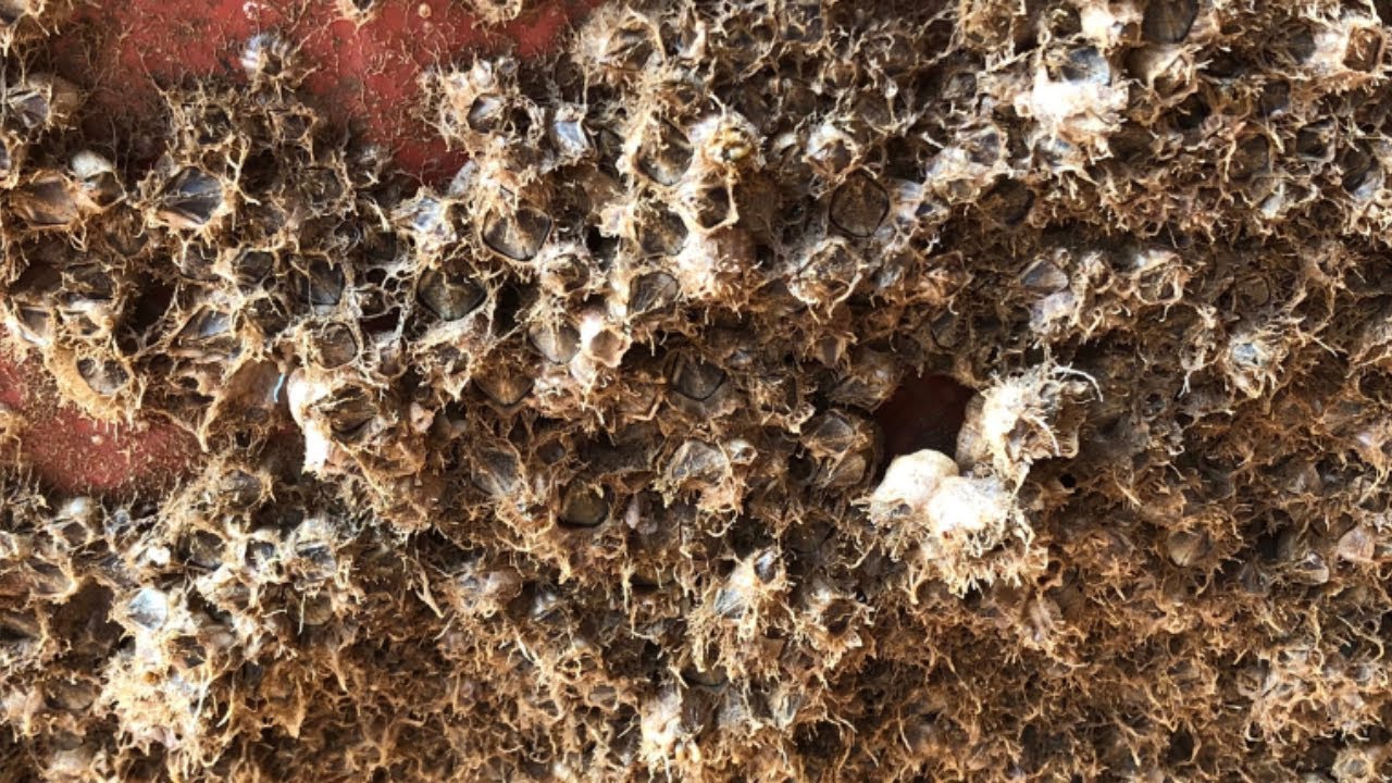 turtle barnacle removal? No! remove barnacles from boats - asmr barnacles