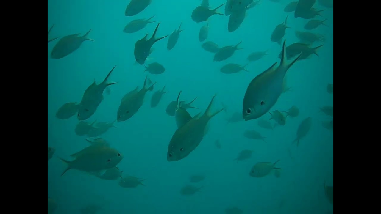 Key Largo Dive