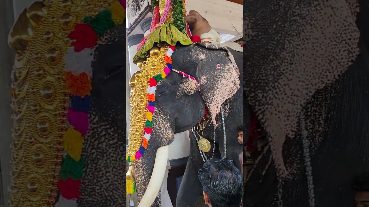വൈക്കത്തഷ്ടമി 2024 | Vaikom Ashtami | Elephant|