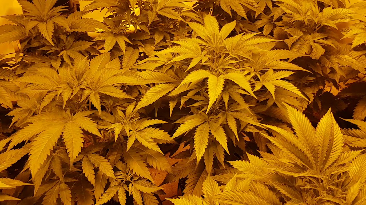 OG Kush grow pre flower 😍 Any advice?? more coming soon! Cannabis uk dinafem