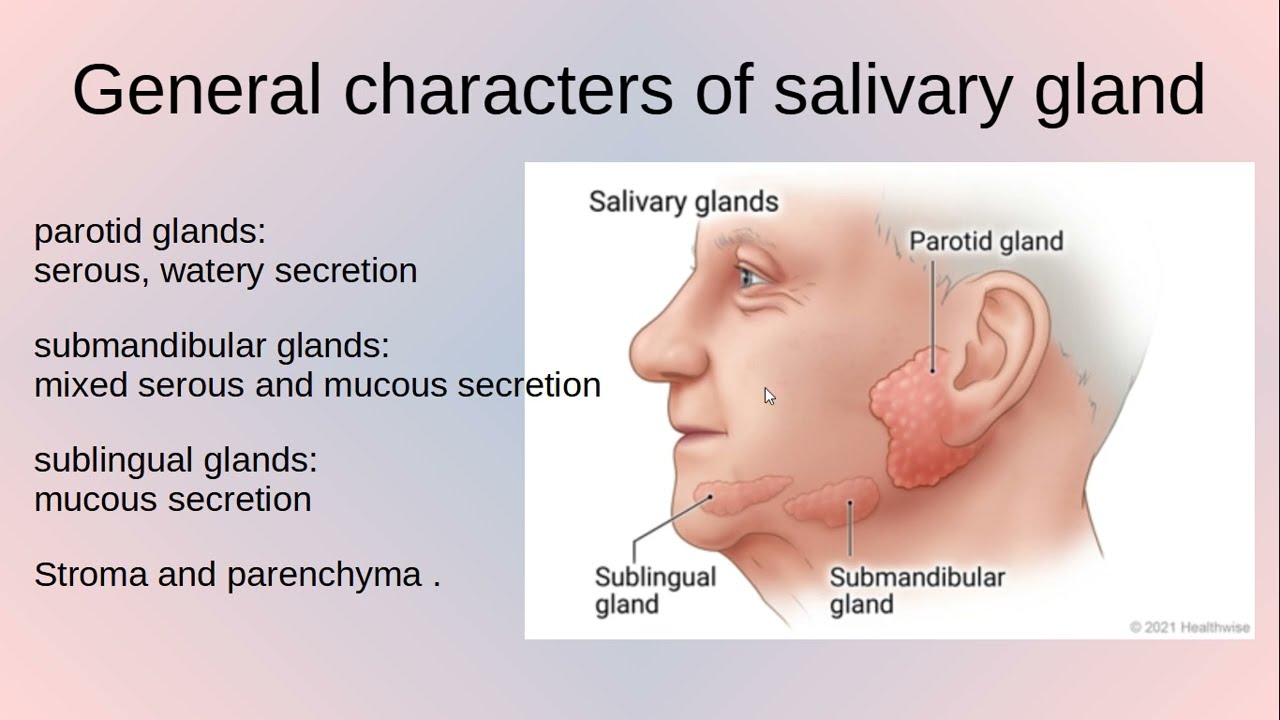Salivary gland diseases & tumors (oral pathology)