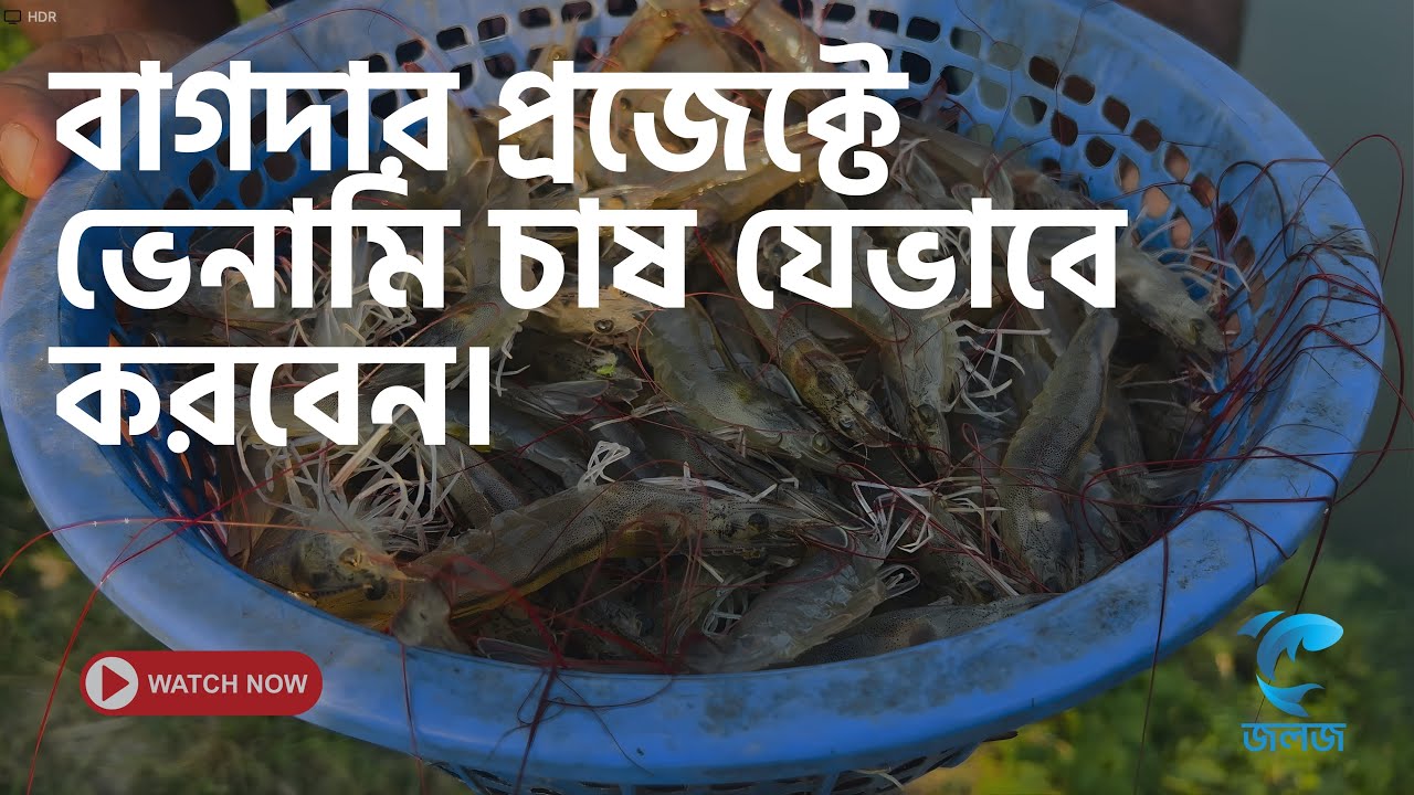 বাগদার | প্রজেক্টে | ভেনামি চাষ | যেভাবে করবেন |