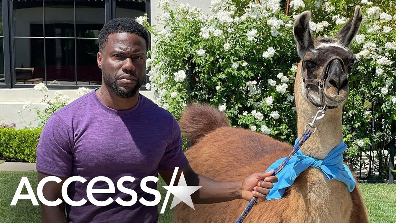 Kevin Hart Gets Llama From Nick Cannon: See His Hilarious Reaction