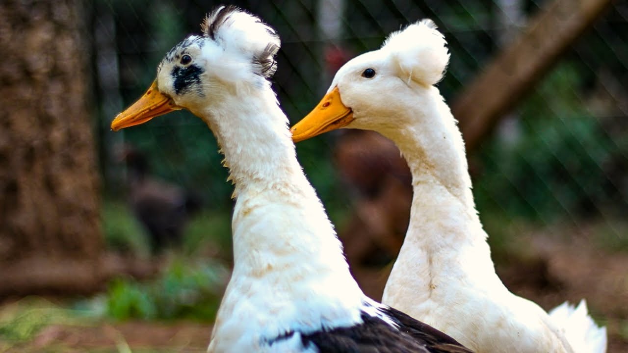 COMO LUCRAR COM AVES ORNAMENTAIS? RANCHO LW