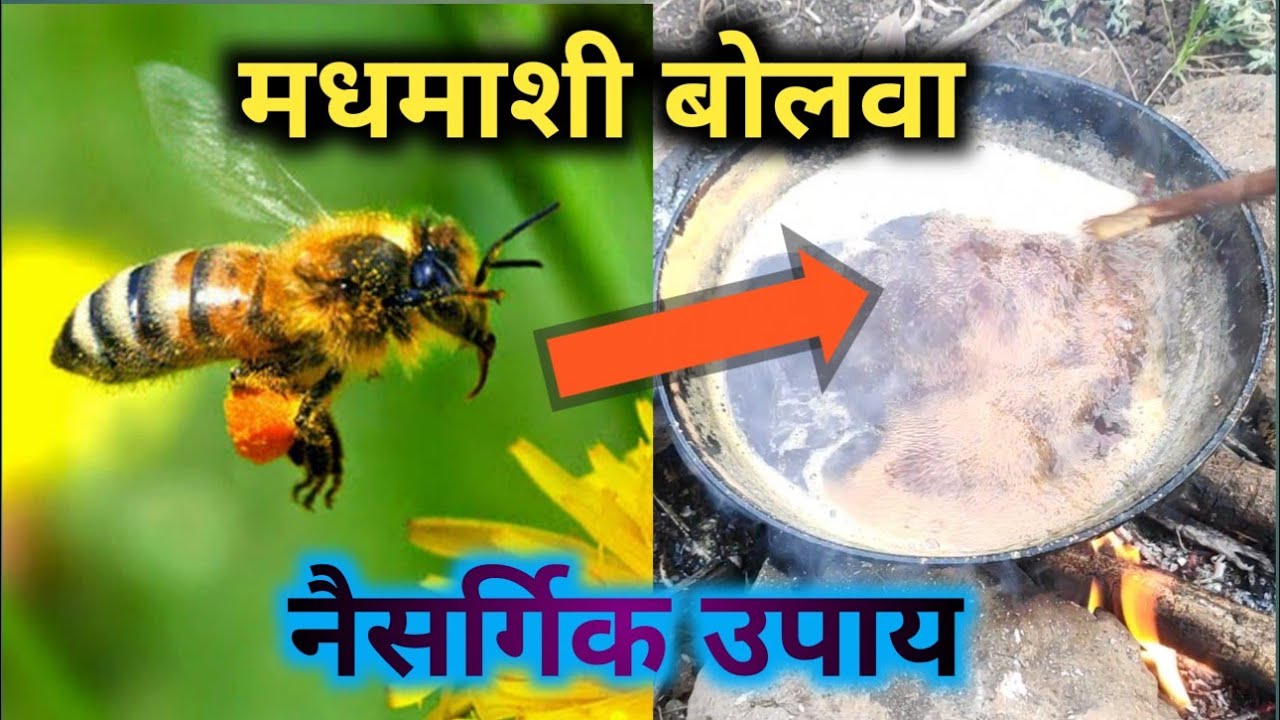 मधमाशी वाढवण्यासाठी नैसर्गिक उपाय एक तासात रिझल्ट पहा मधुमक्षि बढाने का देशी जुगाड🌴🌲🌿🌱