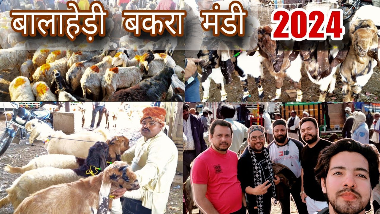 Balaheri Bakra Mandi 2024 | राजस्थान की मशहूर बालाहेड़ी बकरा मंडी की सारी जानकारी इस वीडियो में | P2