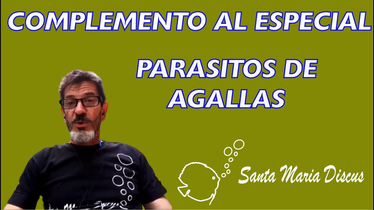 Como utilizar el FORMOL en los peces DISCUS