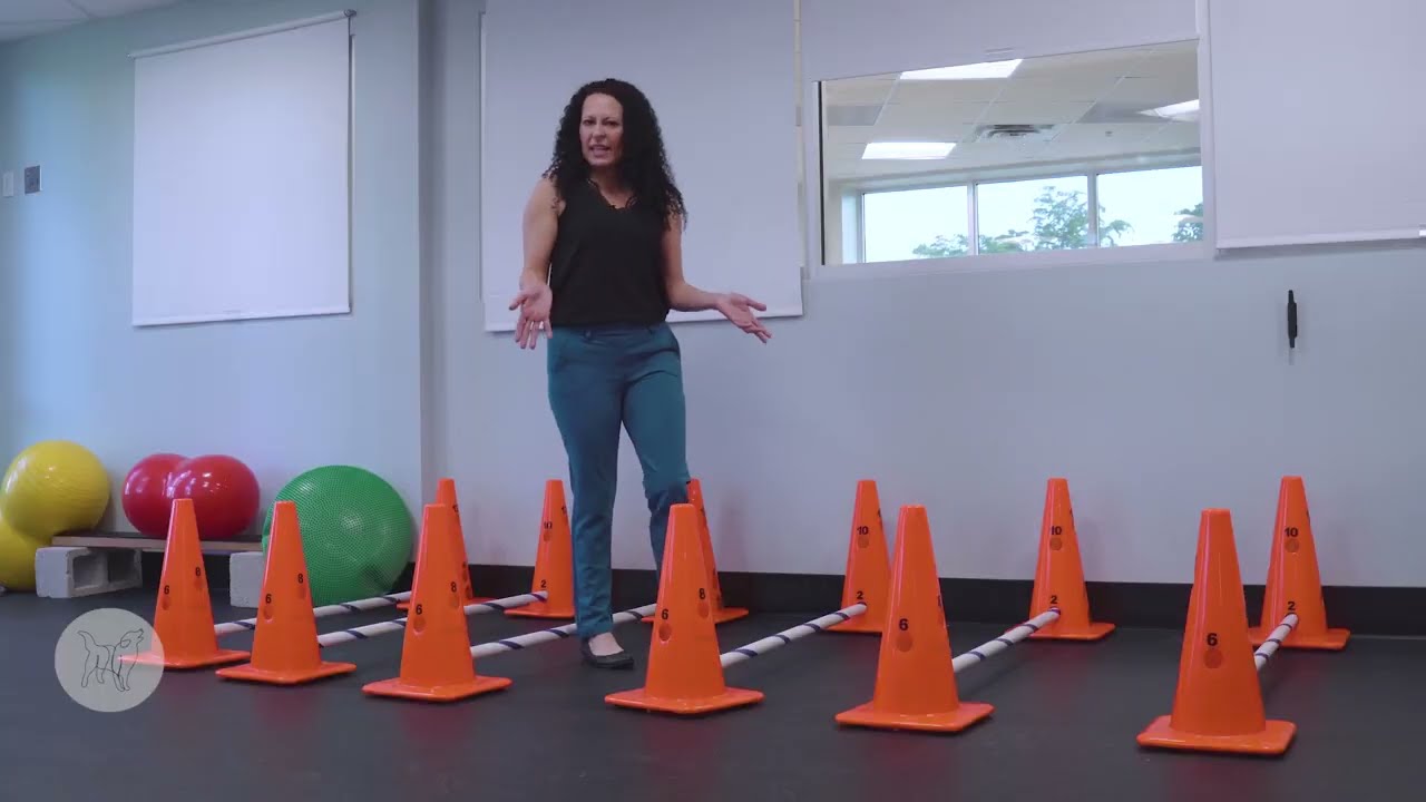 Cavalettis: Versatile Coordination and Strength Canine Rehabilitation Tool