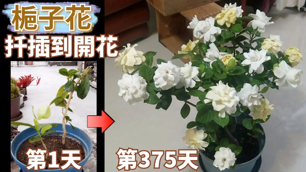 梔子花（狀況百出，但真的好香啊）
