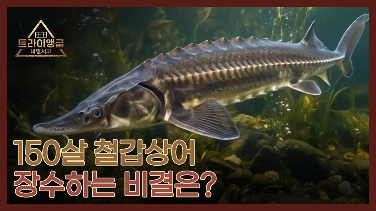 150살 철갑상어 장수하는 비결은? MBN 260308 방송