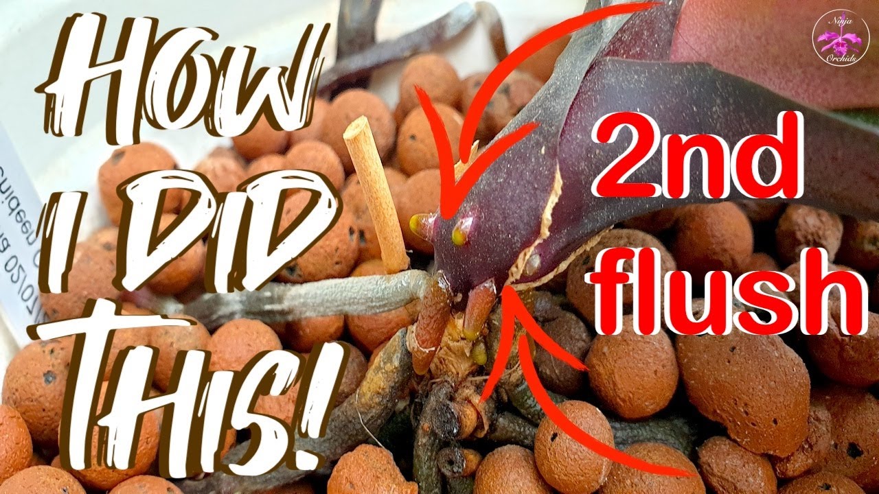 How I doubled the root system on my Phalaenopsis schilleriana | No Leaf Loss 2022 #ninjaorchids