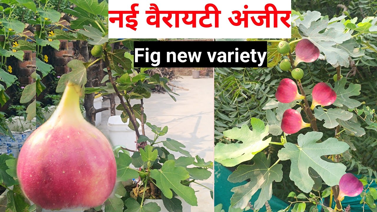 अंजीर की खेती का असली राज़ — कम लागत में ज़्यादा कमाई कैसे करें?”