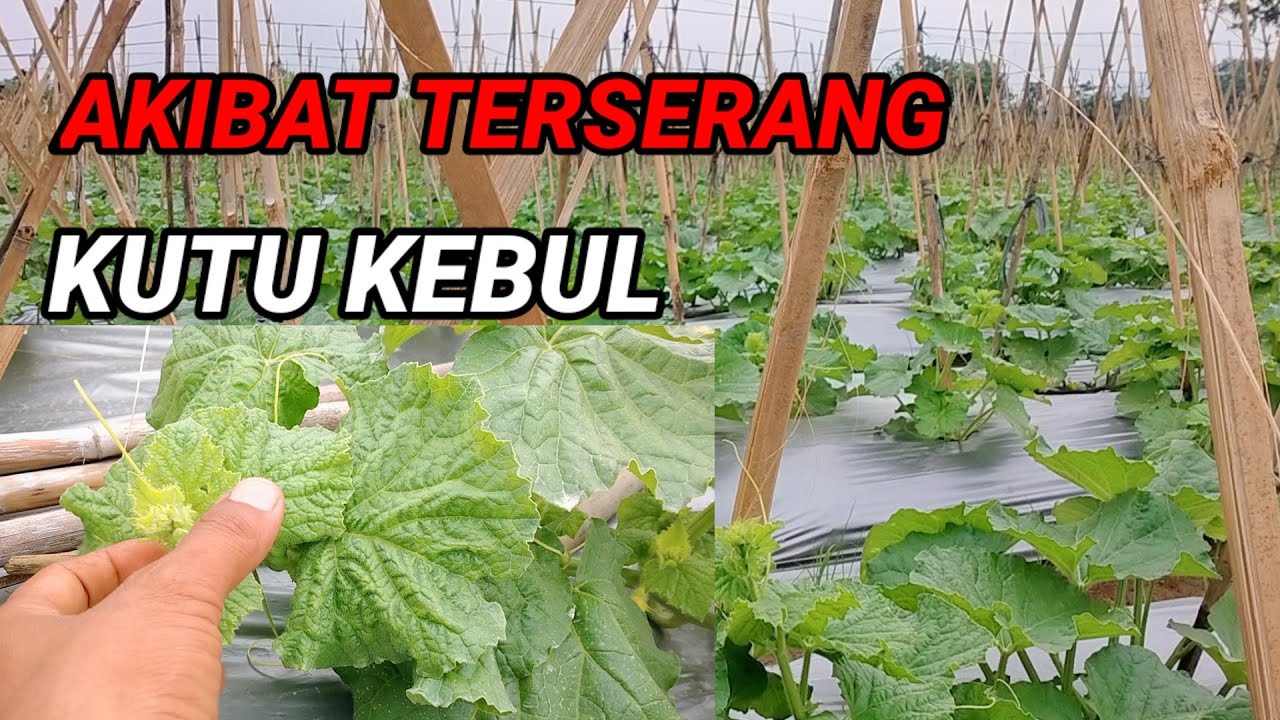 cara ampuh mengatasi hama kutu kebul || trik bkr pertanian