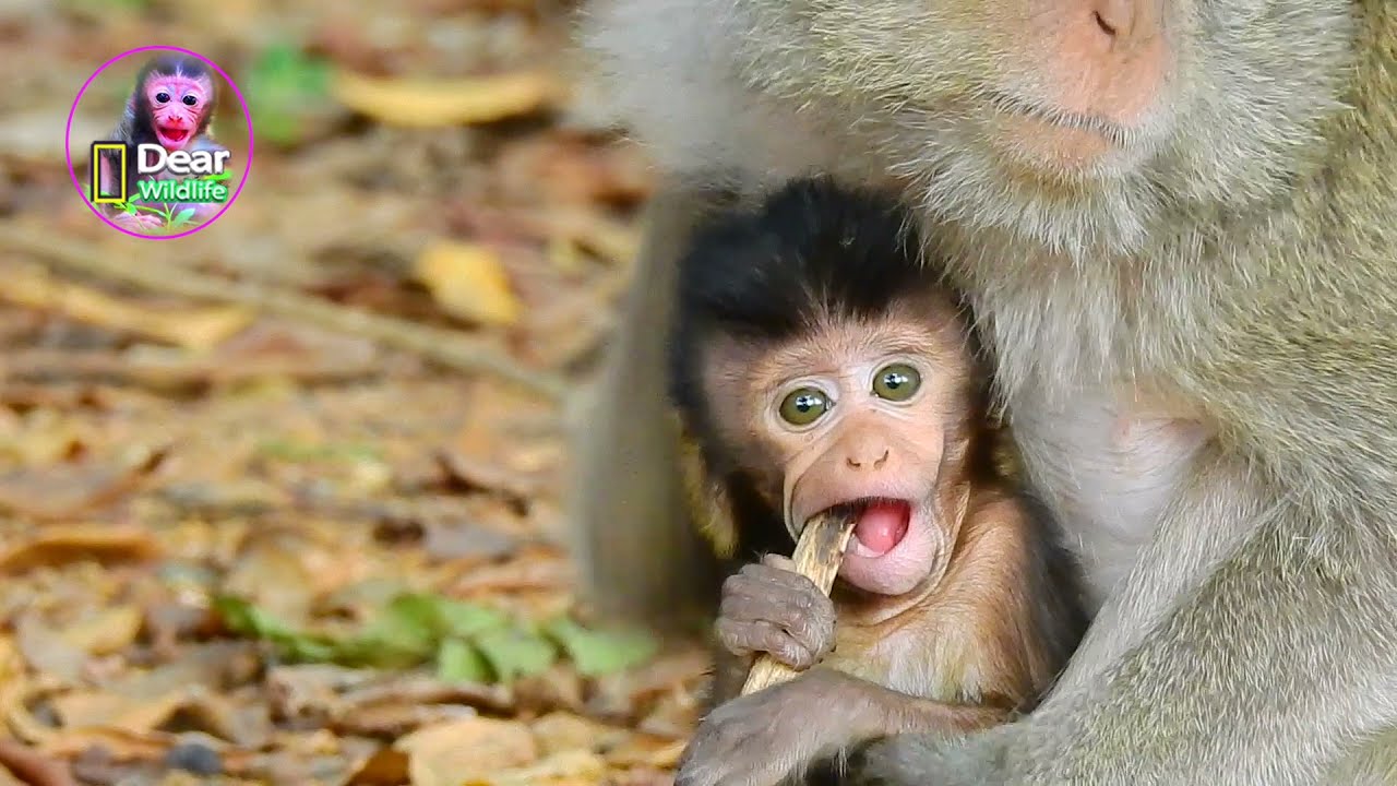 Mamo is very cutest moment wildlife, she always very active baby | Dear Wildlife
