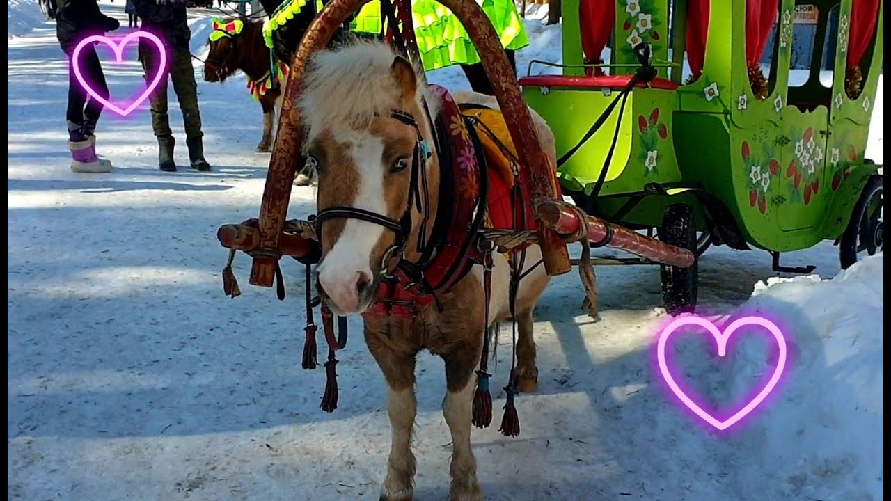 Paseo a caballo, pony y perro &iquest;Te apuntas?