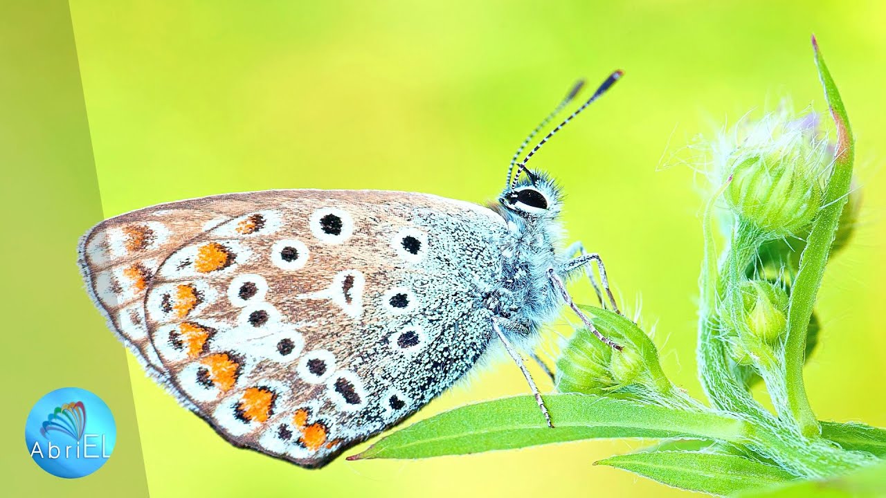 Muzică de Vindecare a Inimii ce Eliberează Rănile Trecutului şi Deschide Inima către lubire Curat&auml;