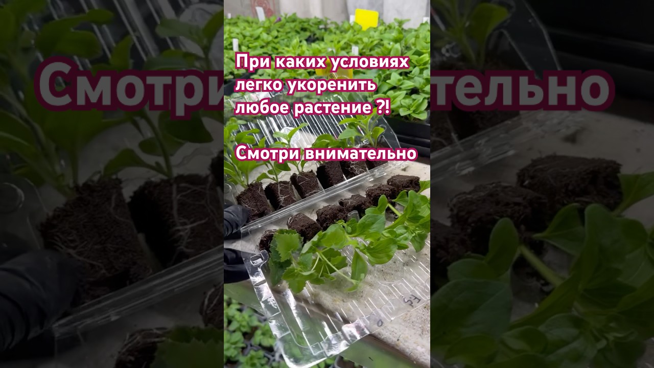 Temperature and humidity when rooting cuttings #cuttings#petunia#seedlings#dacha