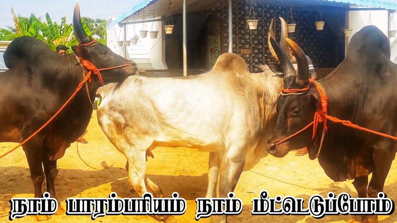 𝐀𝐦𝐚𝐳𝐢𝐧𝐠 𝐁𝐢𝐠 𝐂𝐨𝐰 𝐌𝐚𝐧  | 𝐁𝐢𝐠 𝐁𝐮𝐥𝐥 𝐕𝐢𝐝𝐞𝐨 2023 #cow #cows #bulls   #video #trending #viralvideo #meting