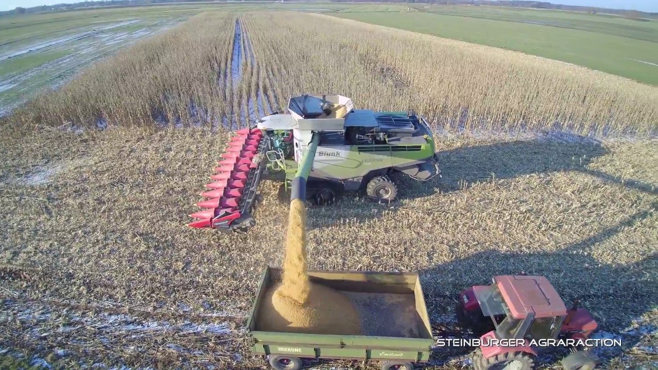 Mais dreschen mit LU Blunk im Februar 2018 [Ernte 2018 (Claas Lexion 770 - TYPHOON H)]