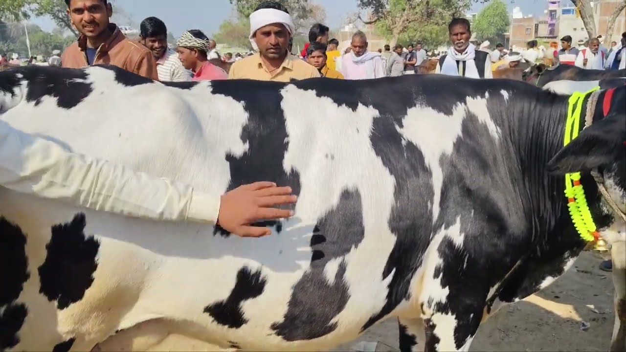 20 लीटर दूध करेगी || कीमत जायज || @SANOJDairywala #hf #sahiwal #jersy 