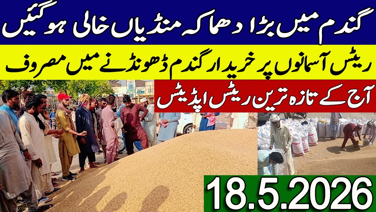 New Gandum Rates Today 2026 || New Makki Price Today || Gundam kay Rates Today 2026