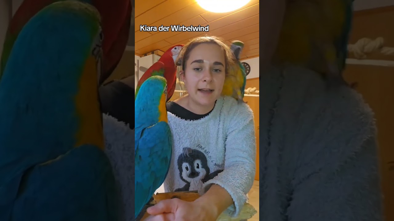 Papagei ist frech! 💕🤣 #shorts #parrot #papageien #papagei #happy #parrots #freeflight #papageienlieb
