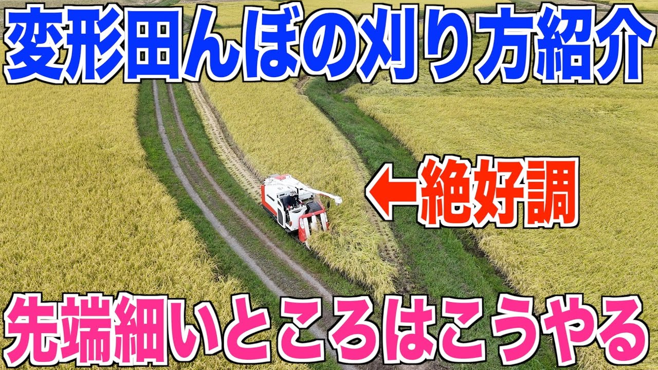 【稲刈り】先端細い田んぼはこう刈るのが良いかも 全く参考にならない変形田んぼの稲刈り 40代米作り奮闘記#589