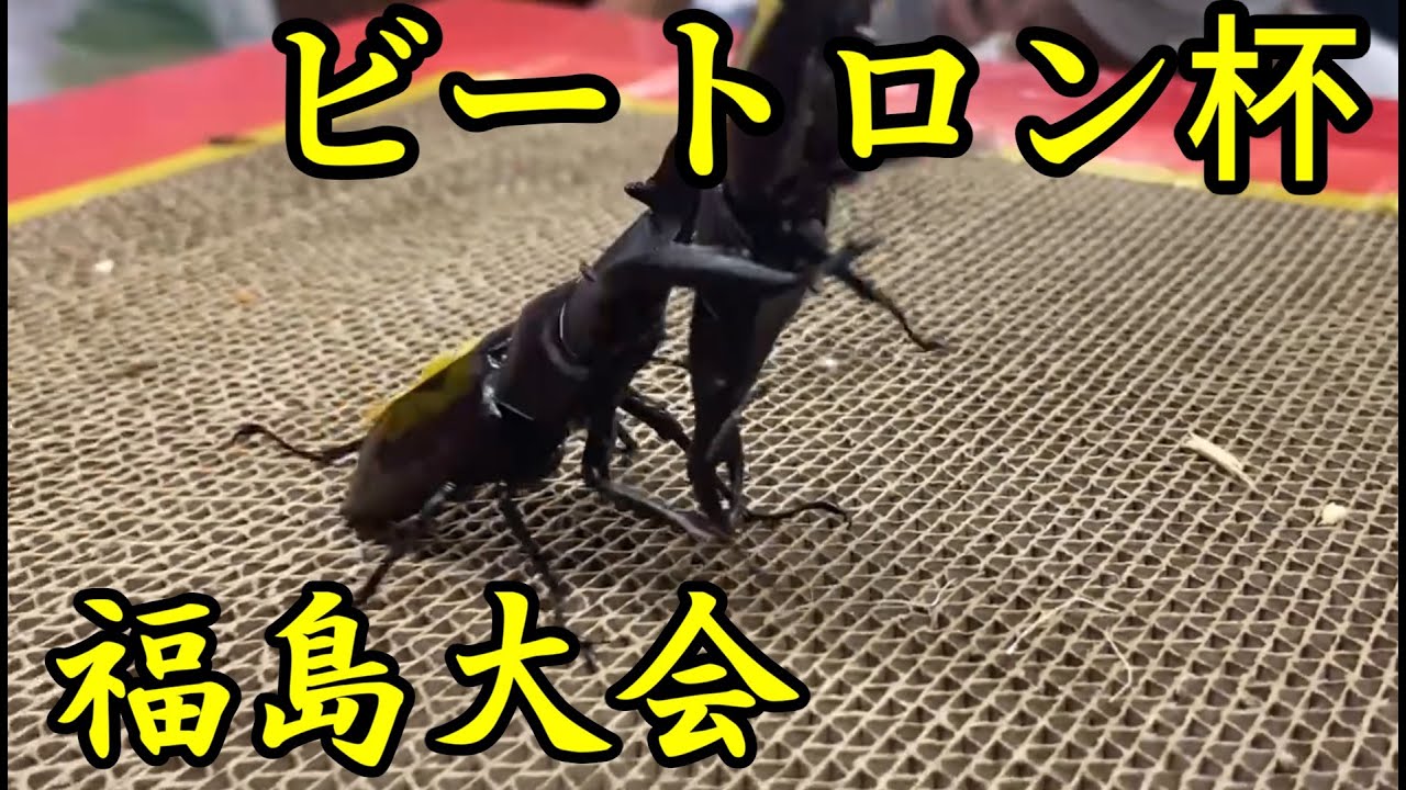 福島初!クワガタ相撲大会 ビートロン杯in福島