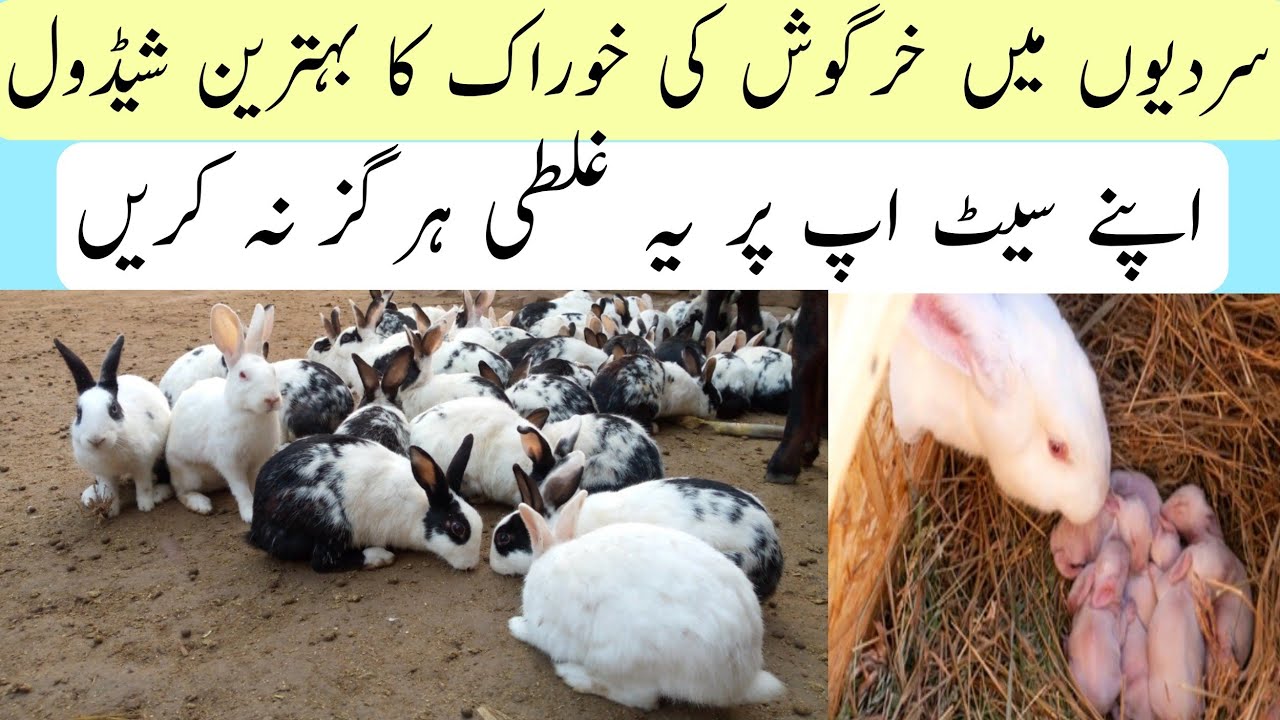 Rabbit Winter Care Tips In Hindi/ Urdu !10 Tips | How to care rabbit in winter | Rabbit | Nikka Haji