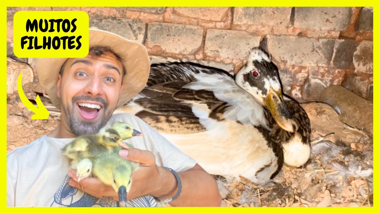 Marreca de PomPom Chocando - Filhotes de Ganso e Marreco de PomPom | Gutejando