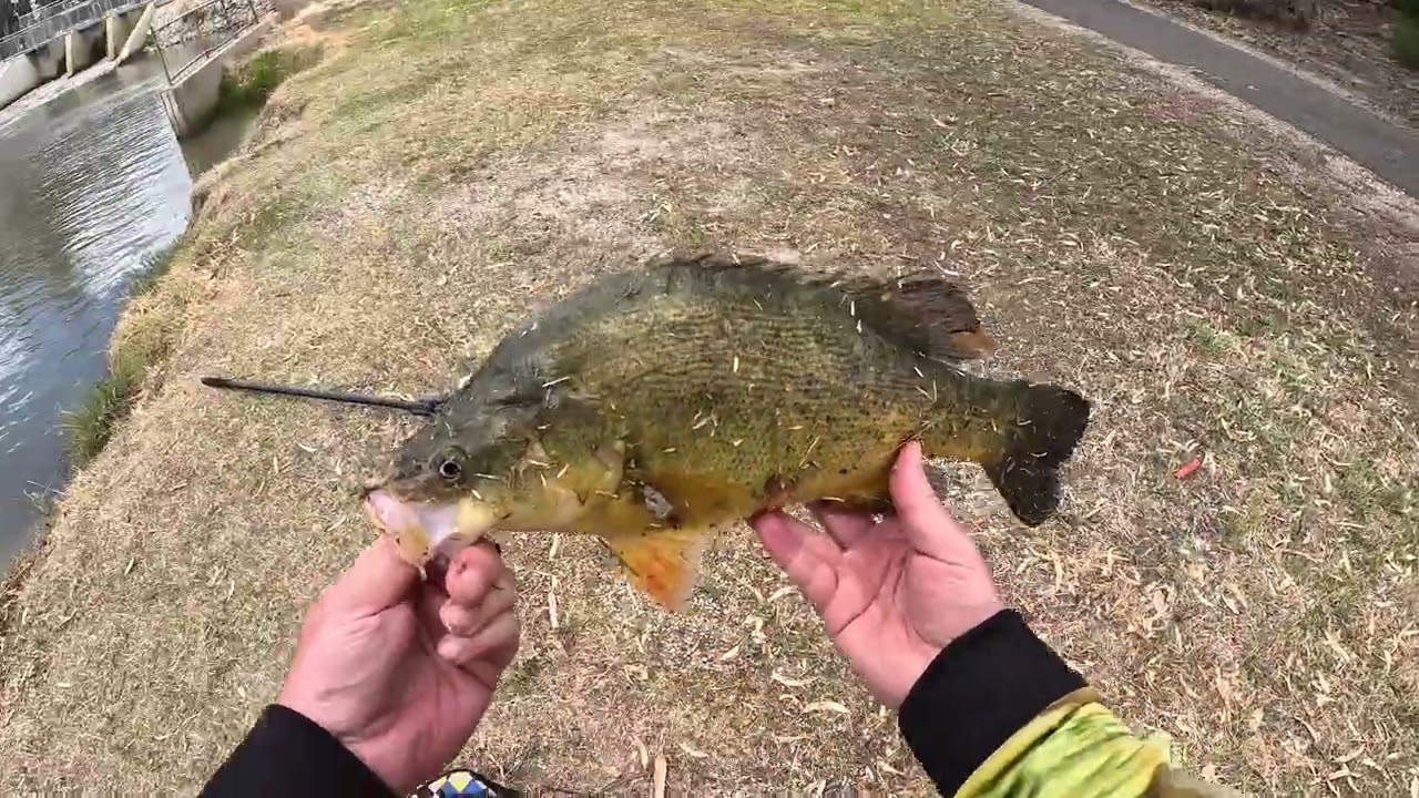 Рыбалка в ручье 🎣 🐟 #рыбалка