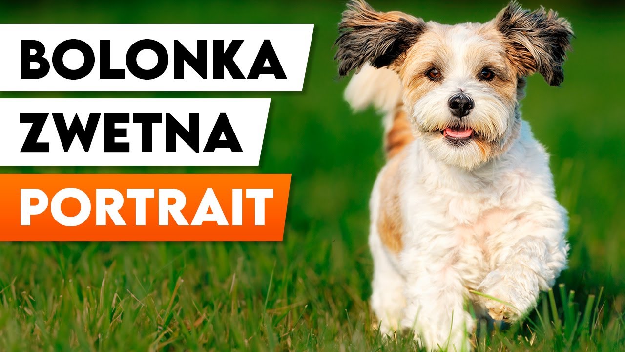 Kleiner Sonnenschein – Der Bolonka Zwetna im Portrait