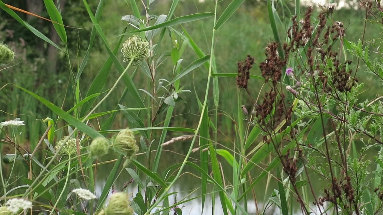 Batraciens 19 08 2024 VD