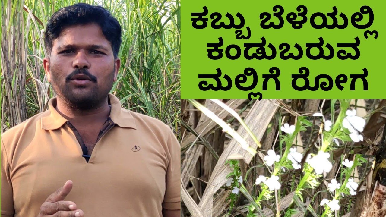 Sugarcane cultivation                   Kabbu krushi